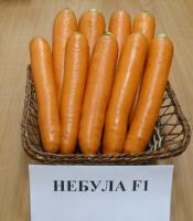 Семена моркови Небула F1 : 200 шт. Seminis