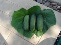 Семена огурца Клауд F1 : 5 шт. Seminis