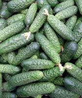Семена огурца Мадейра F1 : 5 шт. Seminis