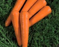 Семена моркови Силвано F1 : 0,5гр Vilmorin