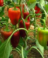 Семена перца Ариадни F1: 5 шт. Seminis