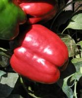 Семена перца Рэд Найт ЭКС 3 Р F1 : 5 шт. Seminis