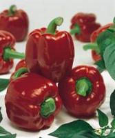 Семена перца Аристотель ЭКС 3 Р F1: 5 шт. Seminis