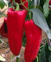 Семена перца Каптур F1: 5 шт. Seminis