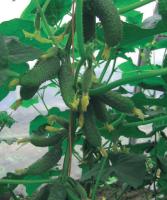 Семена огурца Маринда F1 : 5 шт. Seminis