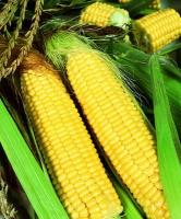 Семена кукурузы Трофи F1 : 15 шт Seminis Семена кукурузы Трофи F1 : 15 шт Seminis