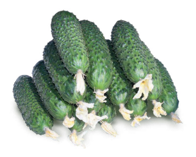 Семена огурца СВ 4097 F1 : 5 шт. Seminis