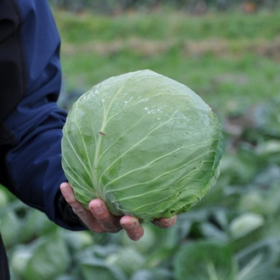 Семена капусты белокочанной Адема F1 : 20шт Rijk Zwaan