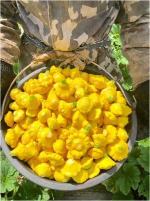 Семена патиссона Санни Делайт F1 : 5шт Seminis