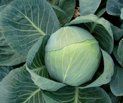 Семена капусты белокочанной Коля F1 : 15 шт. Seminis