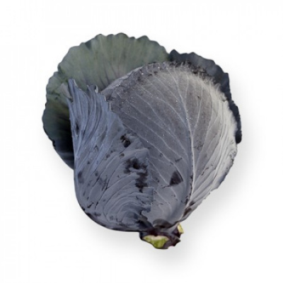 Семена капусты краснокочанной Ресима F1 : 10шт Rijk Zwaan