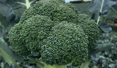 Семена капусты брокколи Айронмен F1 : 15 шт. Seminis