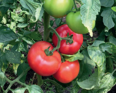 Семена томата Этери F1 : 5шт Seminis