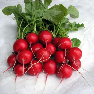 Семена редиса Тинто F1 : 2гр Vilmorin