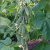 Семена огурца СВ 4097 F1 : 5 шт. Seminis Семена огурца СВ 4097 F1 : 5 шт. Seminis