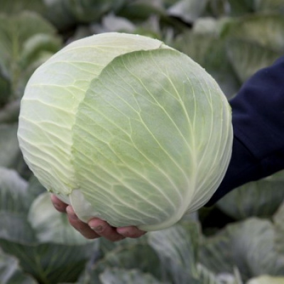 Семена капусты белокочанной Лагрима F1 : 20шт. Rijk Zwaan 