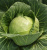Семена капусты белокочанной Чамп F1 : 15 шт. Seminis