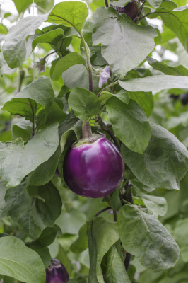 Семена баклажана Сабелле F1 : 5шт RIJK ZWAAN