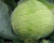 Семена капусты белокочанной Коля F1 : 15 шт. Seminis