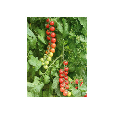 Семена томата черри Чезаре F1 : 5шт Gavrish