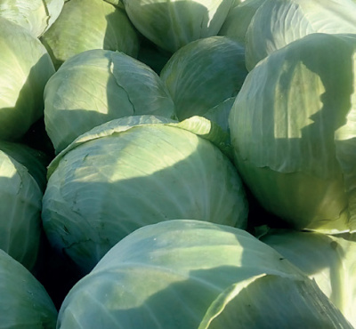 Семена капусты белокочанной СВ 3404 ЖЛ F1 : 15 шт. Seminis