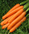 Семена моркови Карвора F1 : 200 шт. Seminis