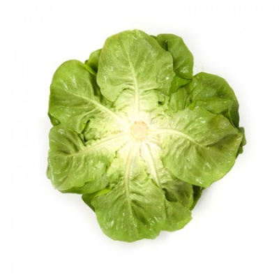 Семена салата Аквино : 25шт Rijk Zwaan