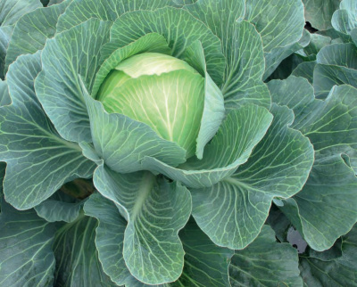 Семена капусты белокочанной СВ 3404 ЖЛ F1 : 15 шт. Seminis