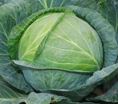 Семена капусты белокочанной Агрессор F1 : 20шт Syngenta