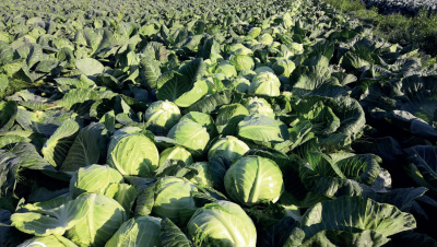 Семена капусты белокочанной Ларсия F1 : 15 шт. Seminis