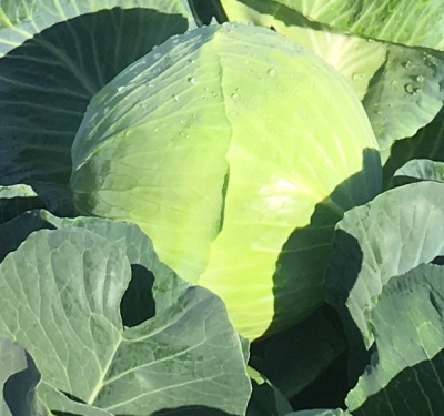 Семена капусты белокочанной Ферро F1 : 15 шт. Seminis