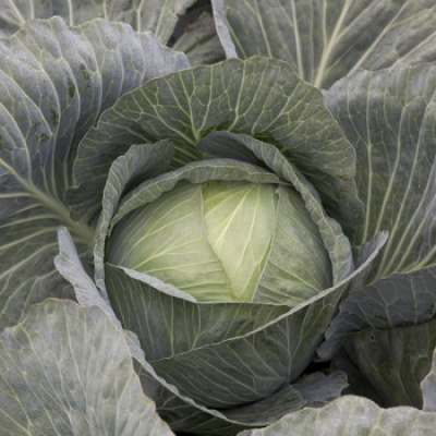 Семена капусты белокочанной Лагрима F1 : 20шт. Rijk Zwaan 