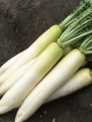 Семена дайкона Бейсбол : 20шт Gavrish