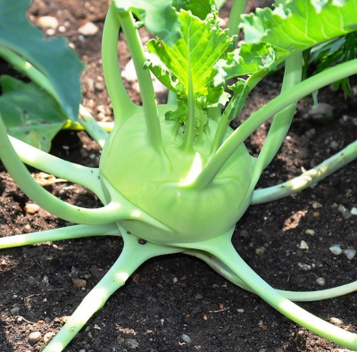 Семена кольраби Корист F1 : 10шт Bejo