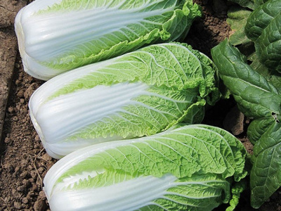 Семена капусты пекинской Эндуро F1: 20шт Takii