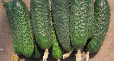 Семена огурца СВ 4097 F1 : 5 шт. Seminis