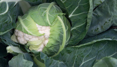 Семена капусты цветной Форталеза F1 : 15 шт. Seminis