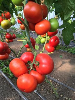 Семена томата Рестлер F1 : 5шт Seminis