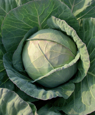 Семена капусты белокочанной Бухарест F1 : 15 шт. Seminis