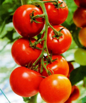 Семена томата Лоджейн F1: 5шт Enza Zaden