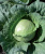 Семена капусты белокочанной Чамп F1 : 15 шт. Seminis