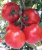 Семена томата Партова F1 : 5шт Seminis