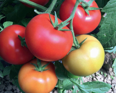 Семена томата Партова F1 : 5шт Seminis