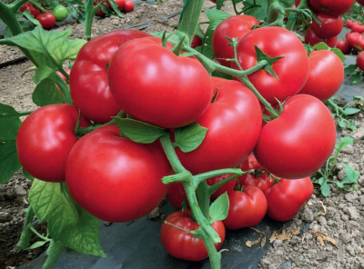 Семена томата Матиссимо F1 : 5шт Seminis