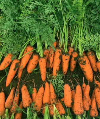 Семена моркови Ле Санте F1 : 200 шт. Seminis