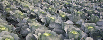 Семена капусты белокочанной Коля F1 : 15 шт. Seminis