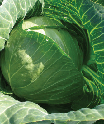 Семена капусты белокочанной Атрия F1 : 15 шт. Seminis
