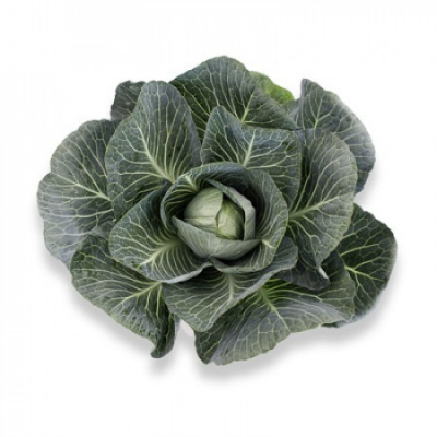 Семена капусты белокочанной Марчелло F1 : 20шт Rijk Zwaan