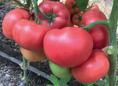 Семена томата Пинк Айди F1 : 5шт Seminis