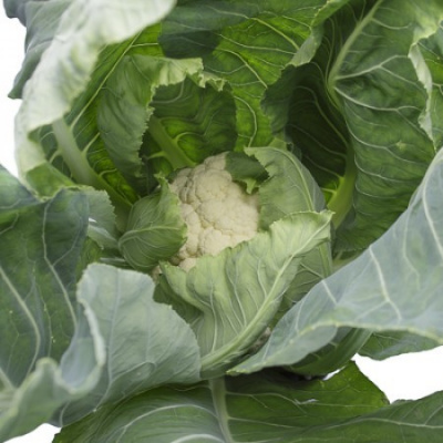 Семена капусты цветной Опаал F1 : 10шт Rijk Zwaan